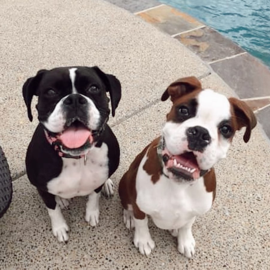Boxerlover02's tweet photo. Innocent
#boxerlover
#boxerdogs
#boxerlife
#boxer
#boxerpuppy
#boxerdoglove
#boxerdogsoftwitter
#boxerlove
#boxers
#boxerdoglover
#dogboxer https://t.co/WpQUvoqy7c