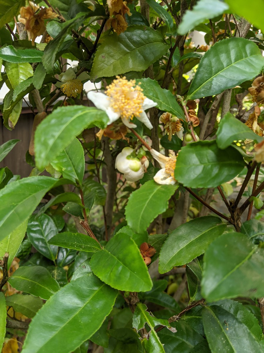 toutensei's tweet photo. ホトトギスの花、黄色の千両、茶の花が見頃です。草花の間をのぞいてみると、陶製の蟹さんにも出会えます。
当店にお越しの際は、是非お庭もご覧ください。 https://t.co/yu52QnEajS
