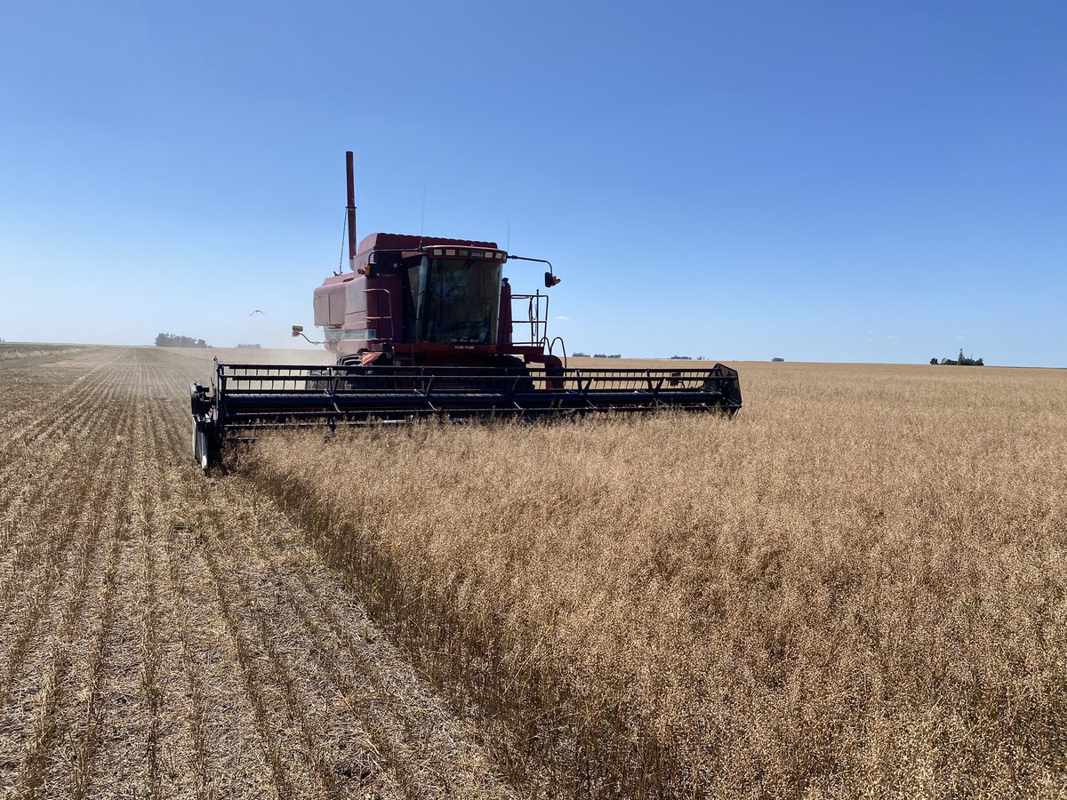 fedevarelaArg's tweet image. Cosecha de #camelina en Necochea y siembra de maíz de segunda muchas gracias @Grupo_LosGrobo @diecolli por volver a sembrar un cultivo sustentable e innovador @chacraservicios @AdamantBioNRG