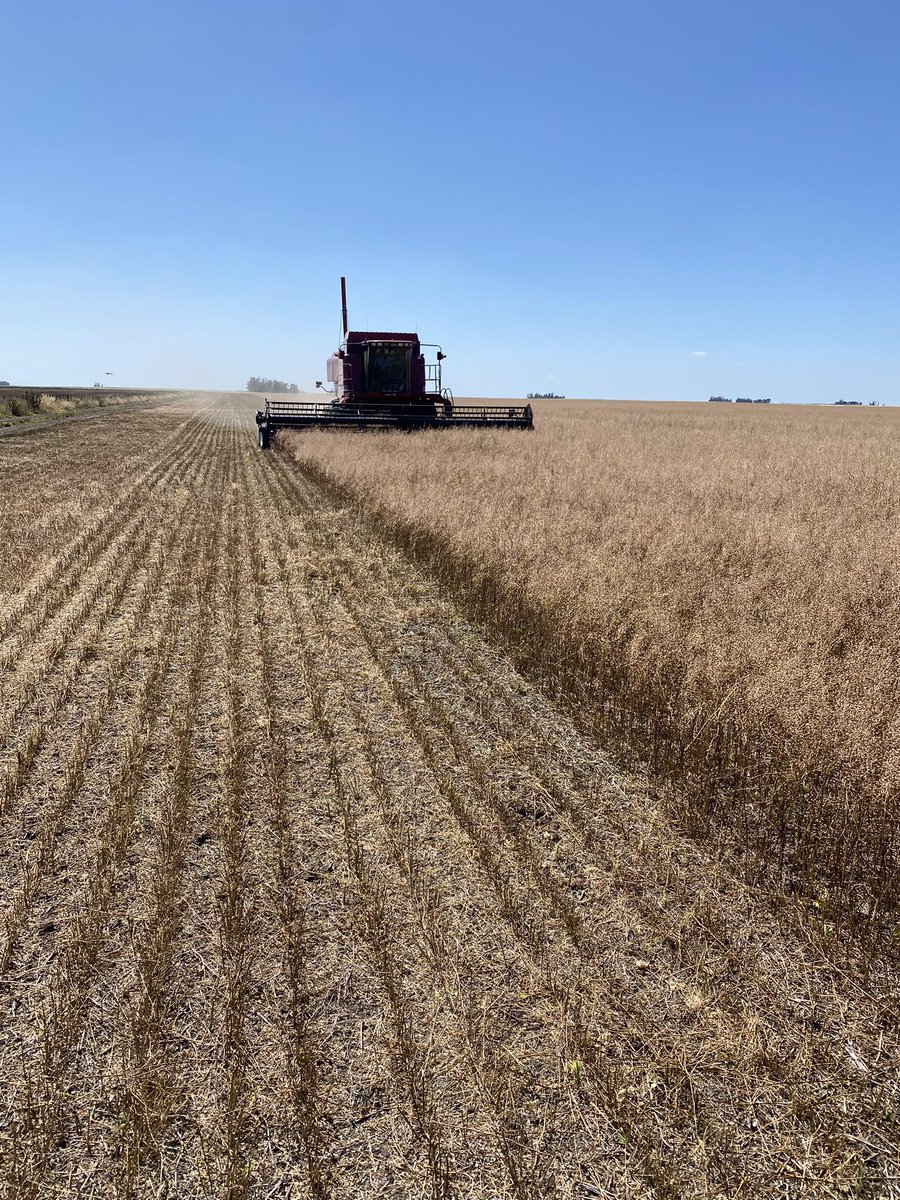 fedevarelaArg's tweet image. Cosecha de #camelina en Necochea y siembra de maíz de segunda muchas gracias @Grupo_LosGrobo @diecolli por volver a sembrar un cultivo sustentable e innovador @chacraservicios @AdamantBioNRG