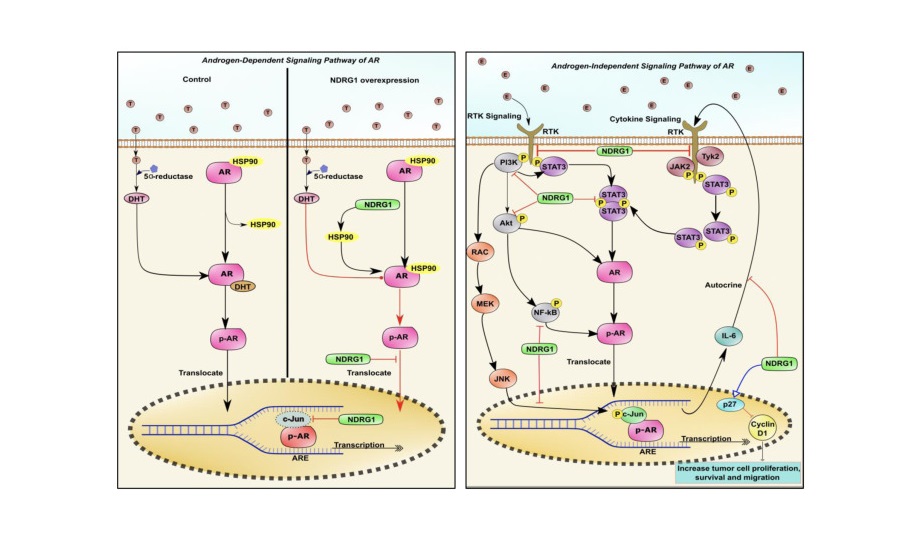 In <a href="/jbiolchem/">Journal of Biological Chemistry</a> 🧬

Dr. Žaklina Kovačević and researchers 👨‍🔬👩‍🔬, including Dr. Bekesho Geleta (<a href="/GeletaBeky/">Bekesho Geleta, PhD</a>), demonstrate that #NDRG1 effectively promotes interaction of #androgen receptor with the chaperone HSP90.

#FullAccess here 🔬
bit.ly/3oOHLzb
