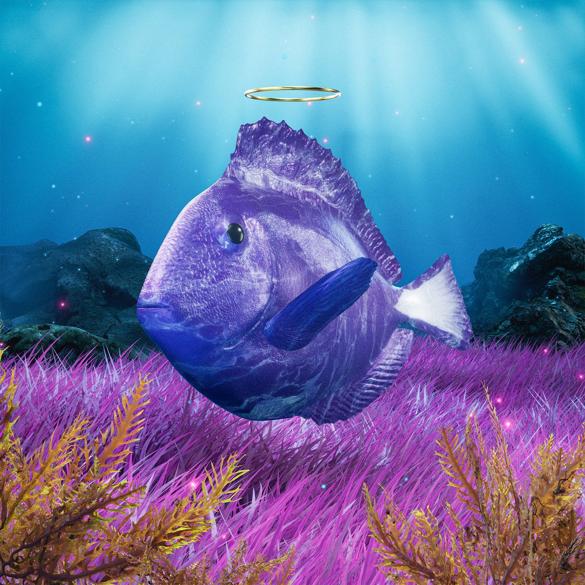NiftyCJ2's tweet photo. Super happy with this @SolAquariums https://t.co/cBQltCpkW5