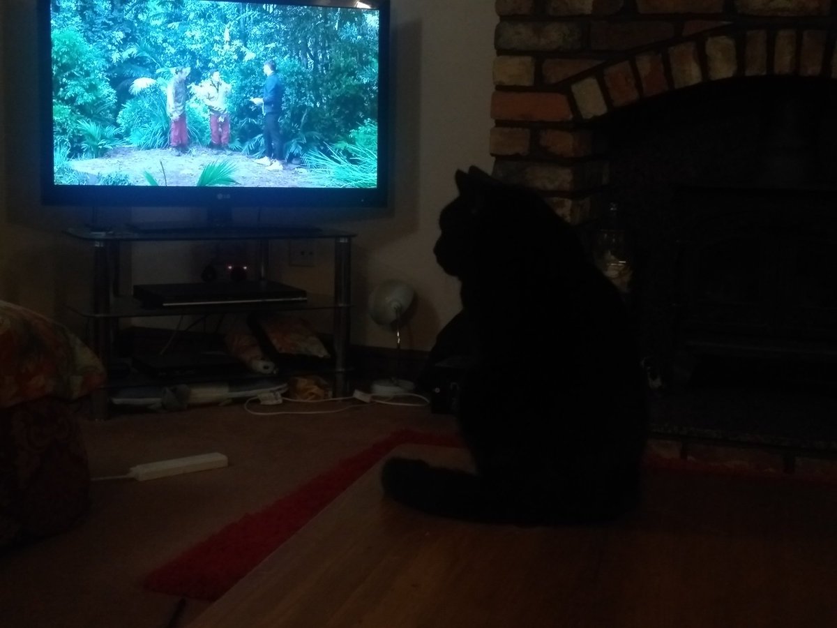 URSpellbinding's tweet photo. Coco here, just having a night in watching the telly! #CatsOfTwitter https://t.co/5E4Bg1UnBv