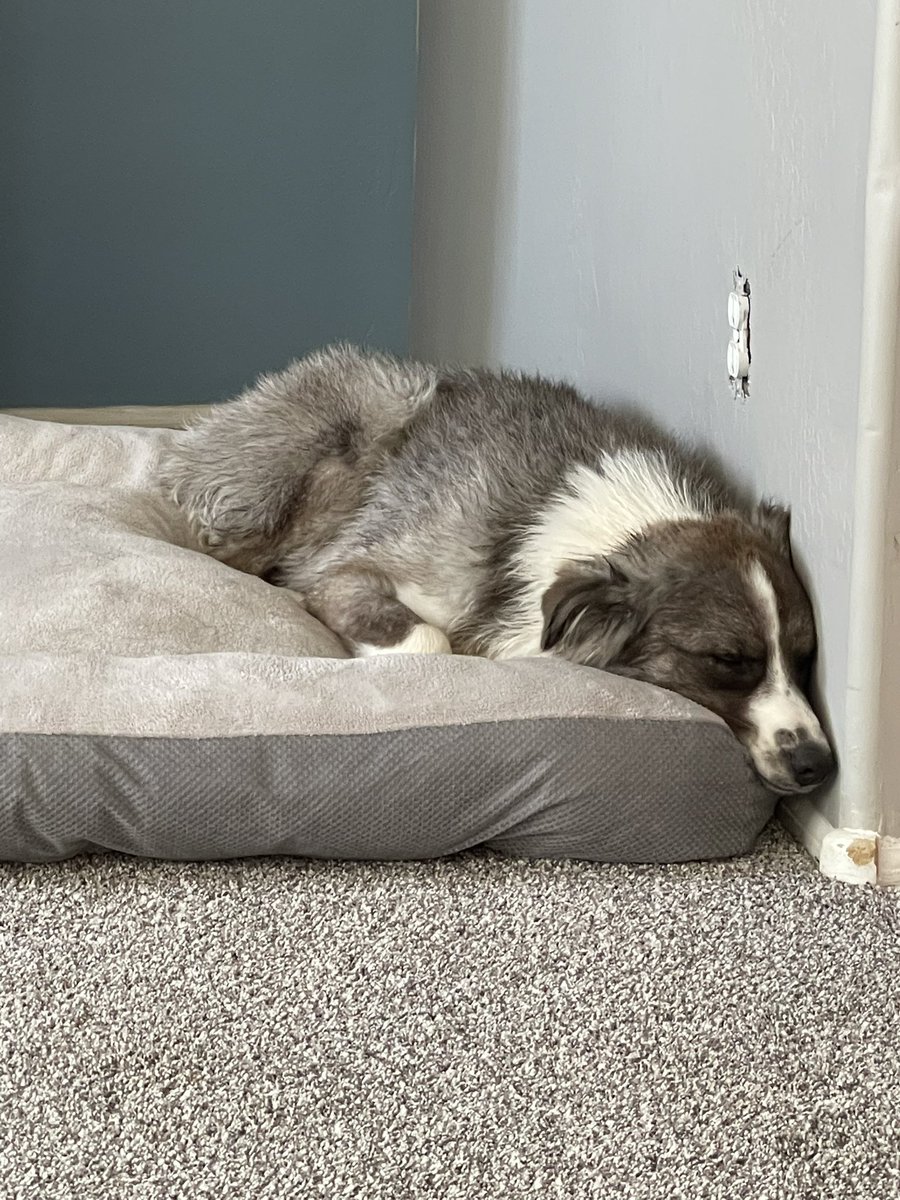 sydneypaige___'s tweet photo. FRIENDS IN SURPRISE, please please keep a look out for my puppy “Ash” he’s only 1 and went missing around 2:30, no collar on. If anyone sees or hears about him please let me know. https://t.co/YZp4BeZxmu