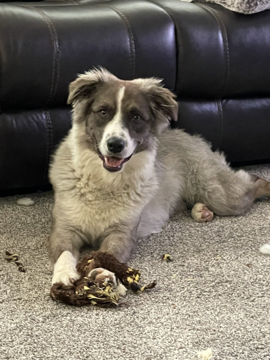 sydneypaige___'s tweet photo. FRIENDS IN SURPRISE, please please keep a look out for my puppy “Ash” he’s only 1 and went missing around 2:30, no collar on. If anyone sees or hears about him please let me know. https://t.co/YZp4BeZxmu