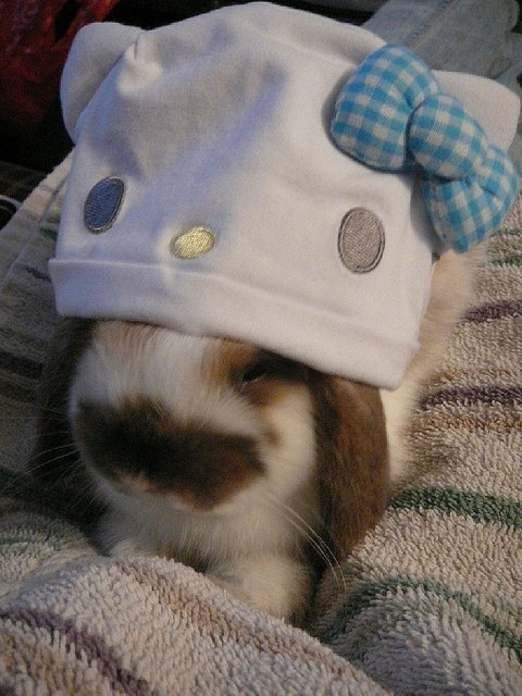 RabbitEveryHour's tweet photo. https://t.co/7YkXkOlA1E