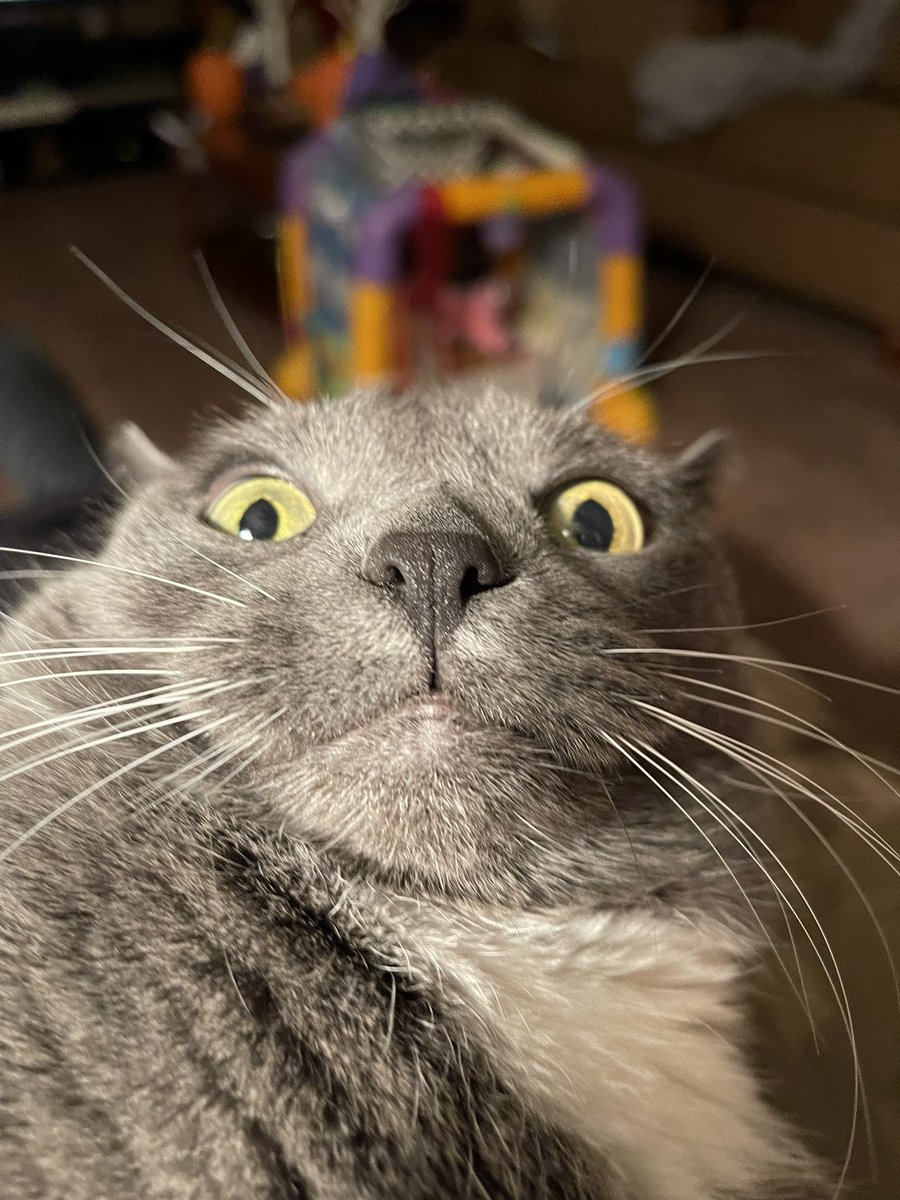MariannaDeBolt's tweet photo. When I told Harley I might go bye bye tonight. She’s like -what? On a Friday night? She can always made me smile. #cats #CatsOfTwitter #stayhomewithme https://t.co/um70nwYInu
