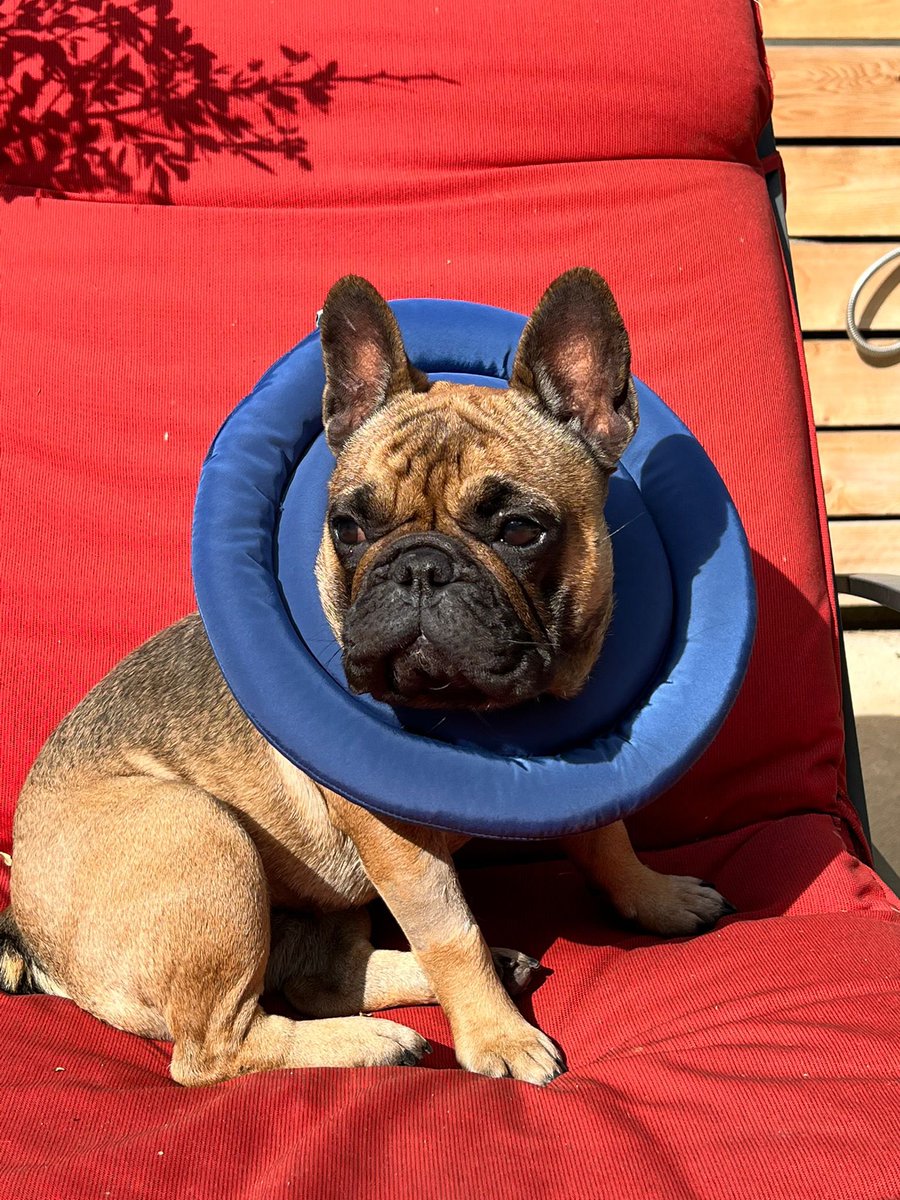 iswmp's tweet photo. Agatha recovering in style πΈ β€οΈ
#frenchie #bulldog #rescue #iswmp https://t.co/lACojX11ZD