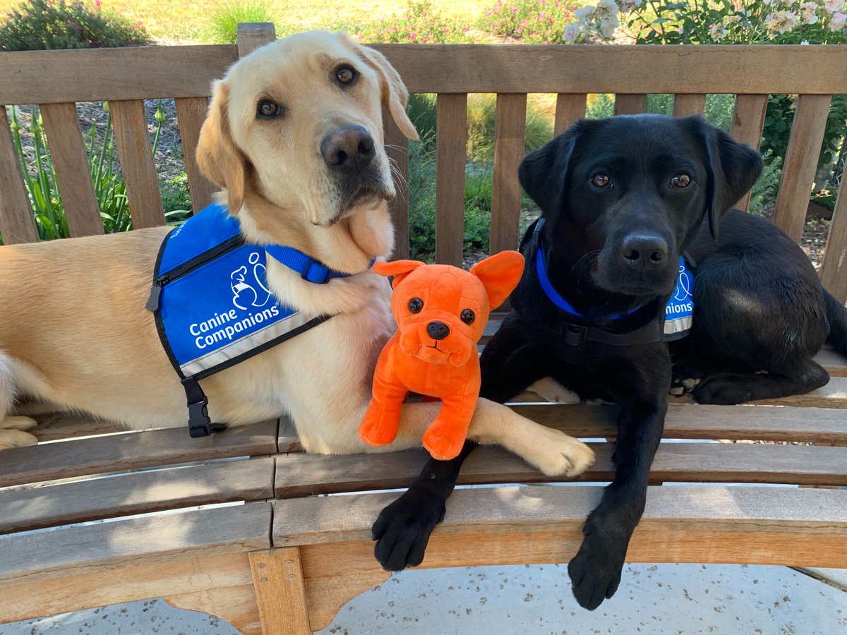 canineorg's tweet photo. There’s no place like home for the holidays! This holiday season we’d like to acknowledge @nexthomere and all the #NextHomies for their continued support. Thank you for all that you do to support our mission. We’re looking forward to a fabulous 2022! #humansoverhouses #servicedog https://t.co/aSIrlaCUP4