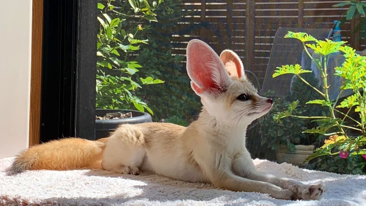 FennecsDaily's tweet photo. https://t.co/CeI1c3eOgh