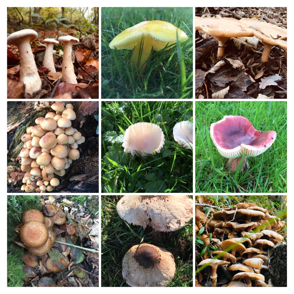 A few more Fungi from recent walks #Autumn #fungi #nature #Wyevalley