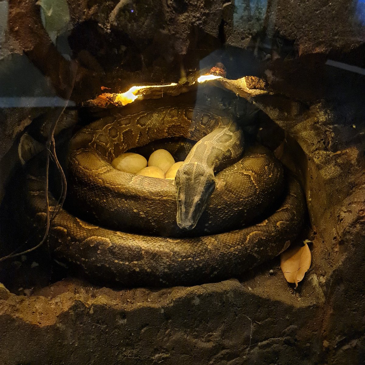 dead_scape's tweet image. Molurus or bivittatus ?
#Snake #Reptile #PythonMolurus #PythonBivittatus #Animal #Python #BatuSecretZoo #MuseumSatwa #Malang #Zoo #Ular #GiantSnake