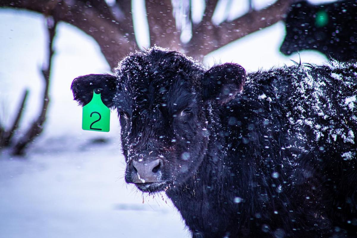 Flying B Bar Ranch (@flyingbbar) on Twitter photo Beef up the Holidays with our premium #Grassfed #Wagyu/Angus #Beef! Whether it's delicious steaks or tender roasts, we have the meat that will take your holiday from great to ah-mazing!
See what's on sale:
conta.cc/3qOTtwe Beef up the Holidays with our premium #Grassfed #Wagyu/Angus #Beef! Whether it's delicious steaks or tender roasts, we have the meat that will take your holiday from great to ah-mazing!
See what's on sale:
conta.cc/3qOTtwe