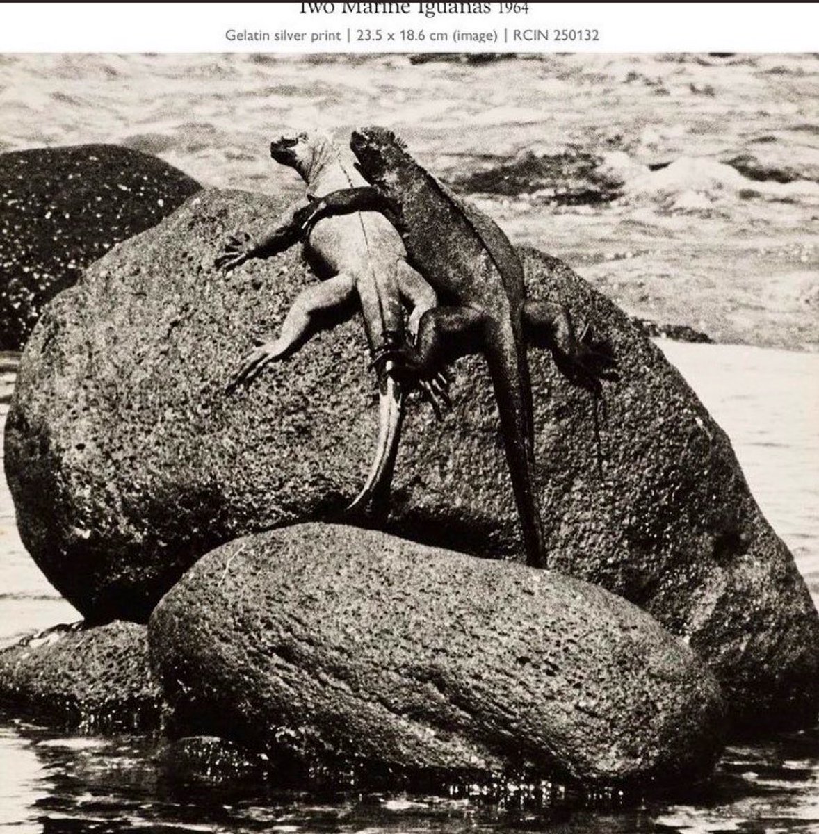 JenCarsonTaylor's tweet photo. A sweet anecdote from @philibetharchiv — “On their ninth wedding anniversary, while Prince Philip was away during his solo Commonwealth tour, he did send the Queen white roses and a photo of two iguanas embracing.” https://t.co/WZC1yYtq9b