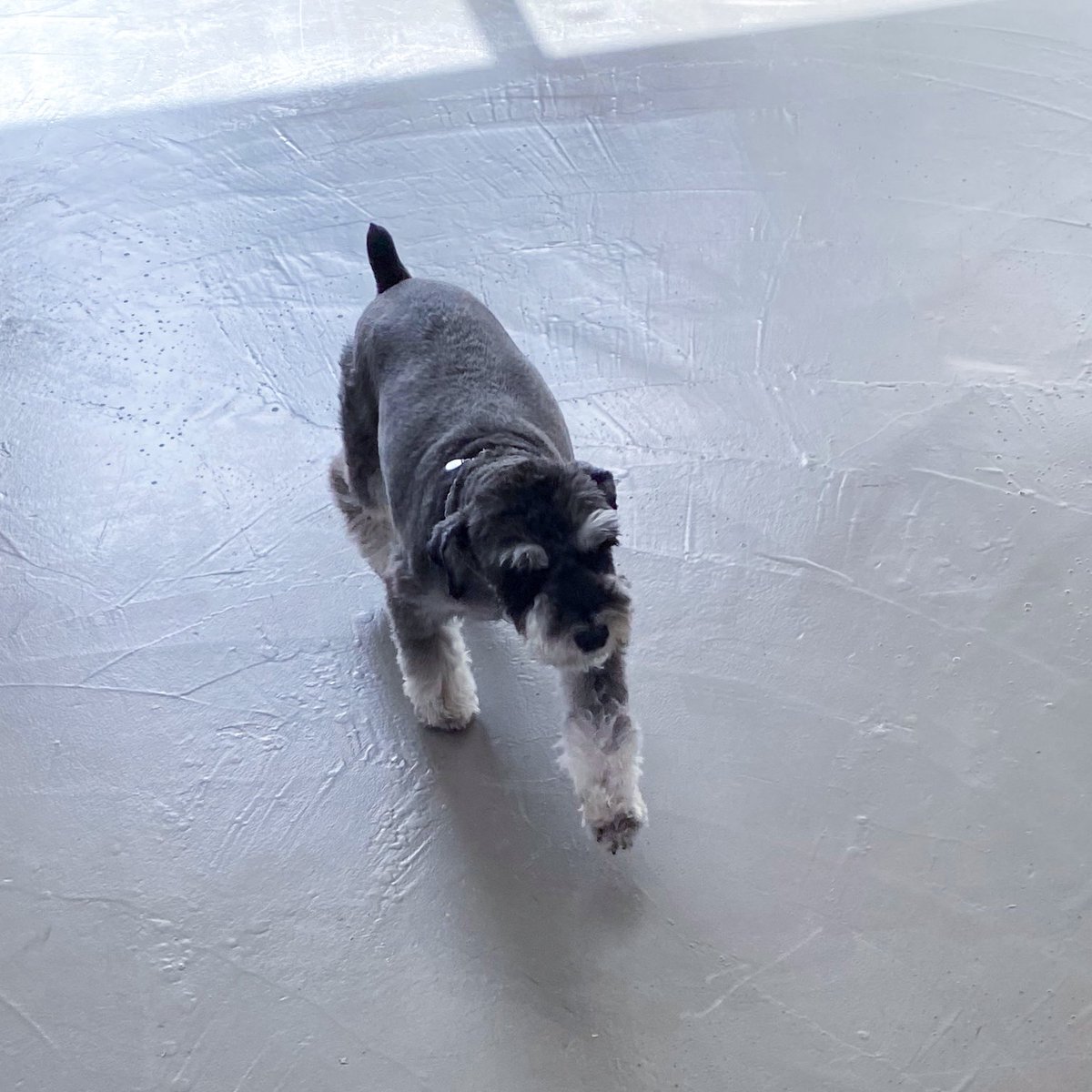 FranceJihoon's tweet photo. @Park_Jihoon_twt (🇫🇷) [TWITTER] 

"[#TooMuchoon 🐰📸 TMI de MAX‼]

 Max a fait une apparition surprise sur le tournage de #ItsSkin🐾 

Max manquait à son papa 💛💚💖 

#Serious #ParkJiHoon #PARKJIHOON #HotnCold #HOTnCOLD #Dad_Hope_Max🐶 " https://t.co/l7FCVpFdGR