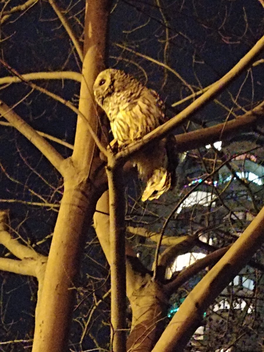 McWhinnieLaw's tweet photo. Since owls are apparently a popular subject for law twitter (who knew?) I thought I should incorporate this little fella who often hangs out around our office #lawowl #lowl https://t.co/L9zaKZ9R4T