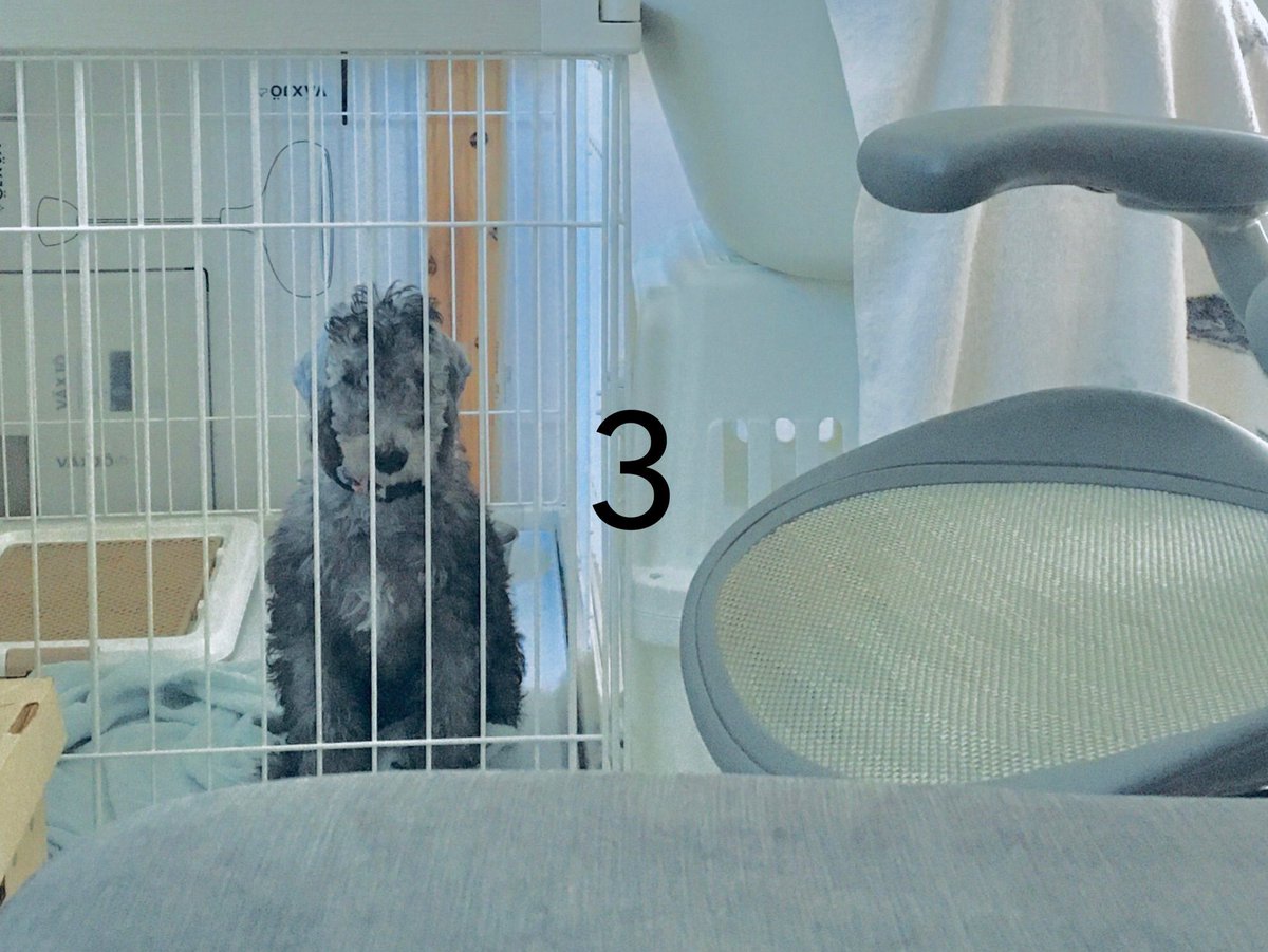 kahua105's tweet photo. に、似てる😂　

おすわりしてずっと私の方見てる😊ときの月詠ちゃんが、ハシビロコウ🤣

外では、わぁ😍ぬいぐるみみたい🧸🧸🧸と言われますが、よく見ると家では、ハシビロコウ。

#神戸どうぶつ王国
#ハシビロコウ
#ベドリントンテリア
#dodsoftwitter  #puppy https://t.co/YTw61exAcH
