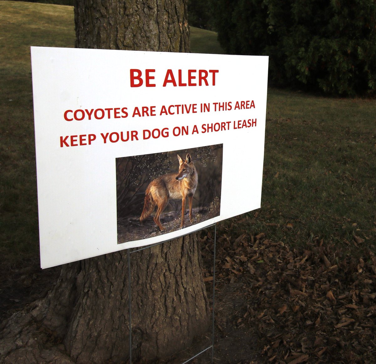 coyote__down's tweet photo. Save a dog, shoot a coyote. https://t.co/m32R6H6cj4