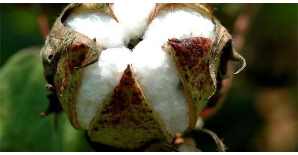 Sustainable Cotton Is Industry's Future - DTN rlm.ag/1r5drD