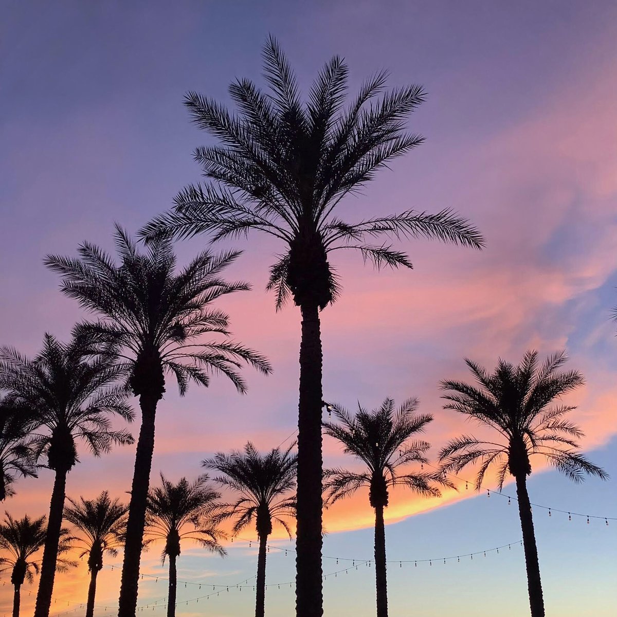 WestinKierland's tweet photo. Palm tree wishes and sunset kisses💋#scottsdalesunset #cottoncandysky #palmtreelife #palmtreesandsunsets #visitscottsdale #palmtreewishes #westinkierland #weekendvibes #friyay https://t.co/tLRUVYLpVa
