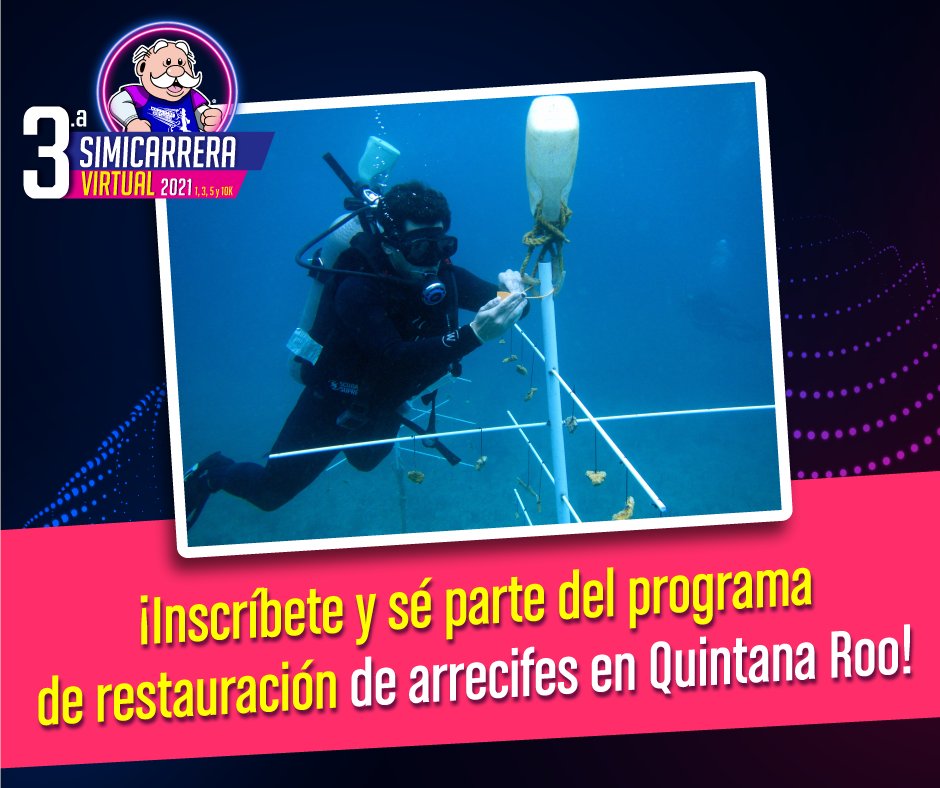 simicarreras's tweet photo. Corramos por una buena causa: la restauración y conservación de los arrecifes en el Golfo de México y el Mar Caribe. Inscríbete a la 3.a #SimicarreraVirtual 2021 en https://t.co/POjwE18uQg y ayudemos a @OceanusAC, con esta labor. #Simicarreras https://t.co/tHSsg28DHo