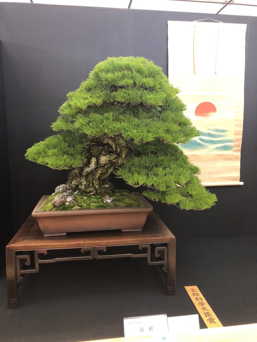 benfoden's tweet photo. This weekend in Kyoto: the bonsai exhibition taikanten. 

1/x https://t.co/9RPFr2xWcq