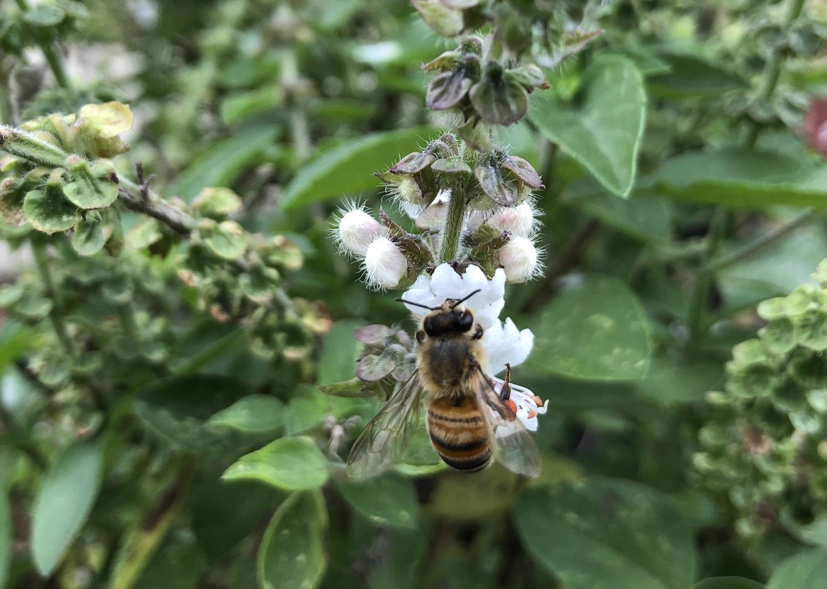 Just completed another #WildPollinatorCount for 2021. I hope the 260 students from ⁦<a href="/Chipping_no_PS/">Chipping Norton PS</a>⁩ and #WattleGrovePS who participated in the ⁦<a href="/GeorgesRiverEEC/">Georges River EEC</a>⁩ pollinators webinar have been out counting too 🐝🪲🪰🦋