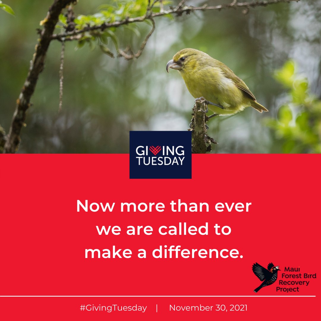 This year Maui Forest Bird Recovery Project will be participating in #GivingTuesday and we need your help! Now, more than ever, we are called to make a difference for Hawaiʻiʻs native bird species. To help donate here: kindest.com/maui-forest-bi…