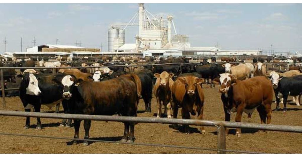 DTN Livestock Close: Cattle Rally Cash Market for Another Week rlm.ag/YvGcN