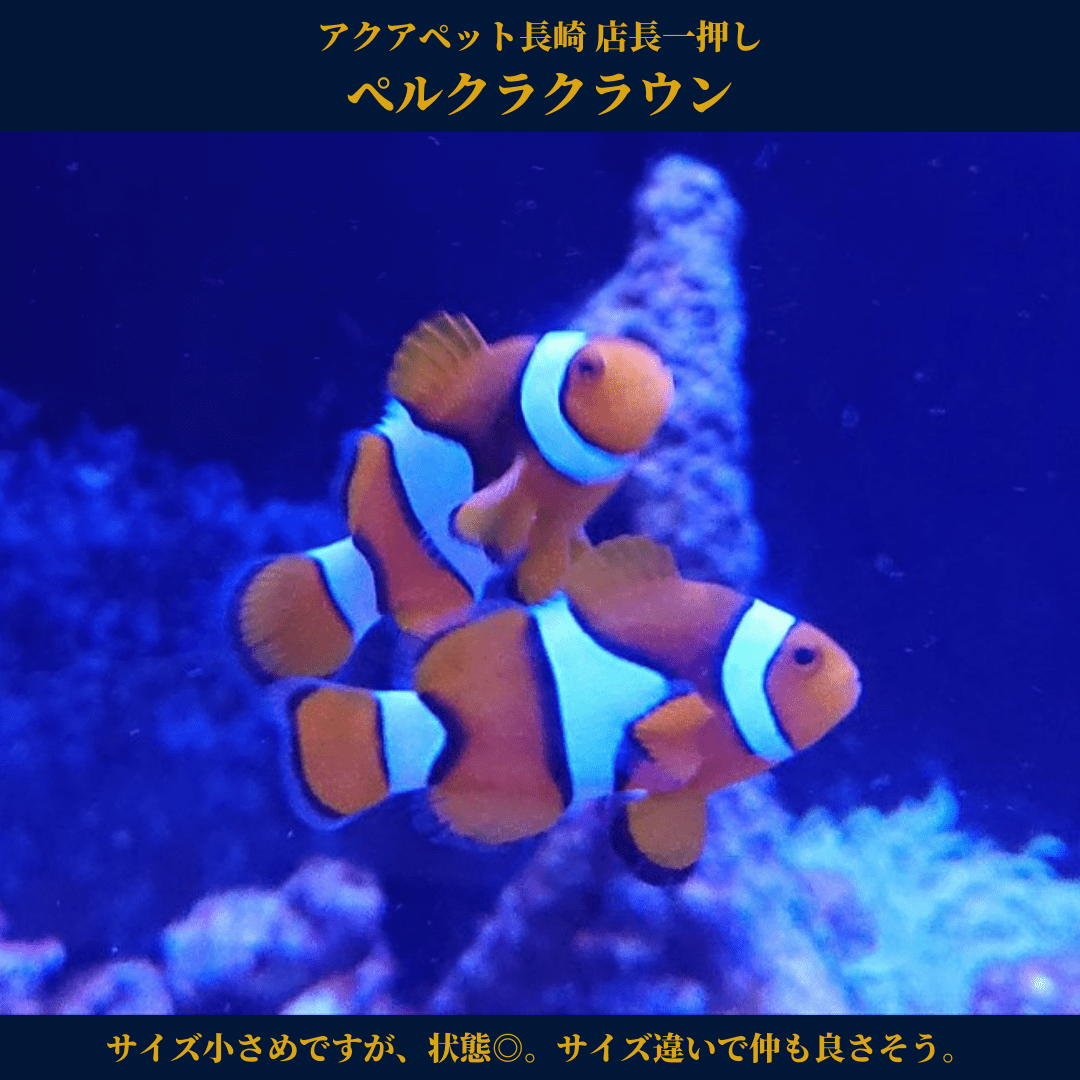 アクアペット 小倉 佐賀 長崎 大分 アクアペット長崎 の入荷情報を更新しました T Co Gi6vs0qscv ぺルクラクラウン クマノミ 海水水槽 マリンアクアリウム 水槽レイアウト 熱帯魚水槽 アクアリウムショップ 熱帯魚ショップ 熱帯魚