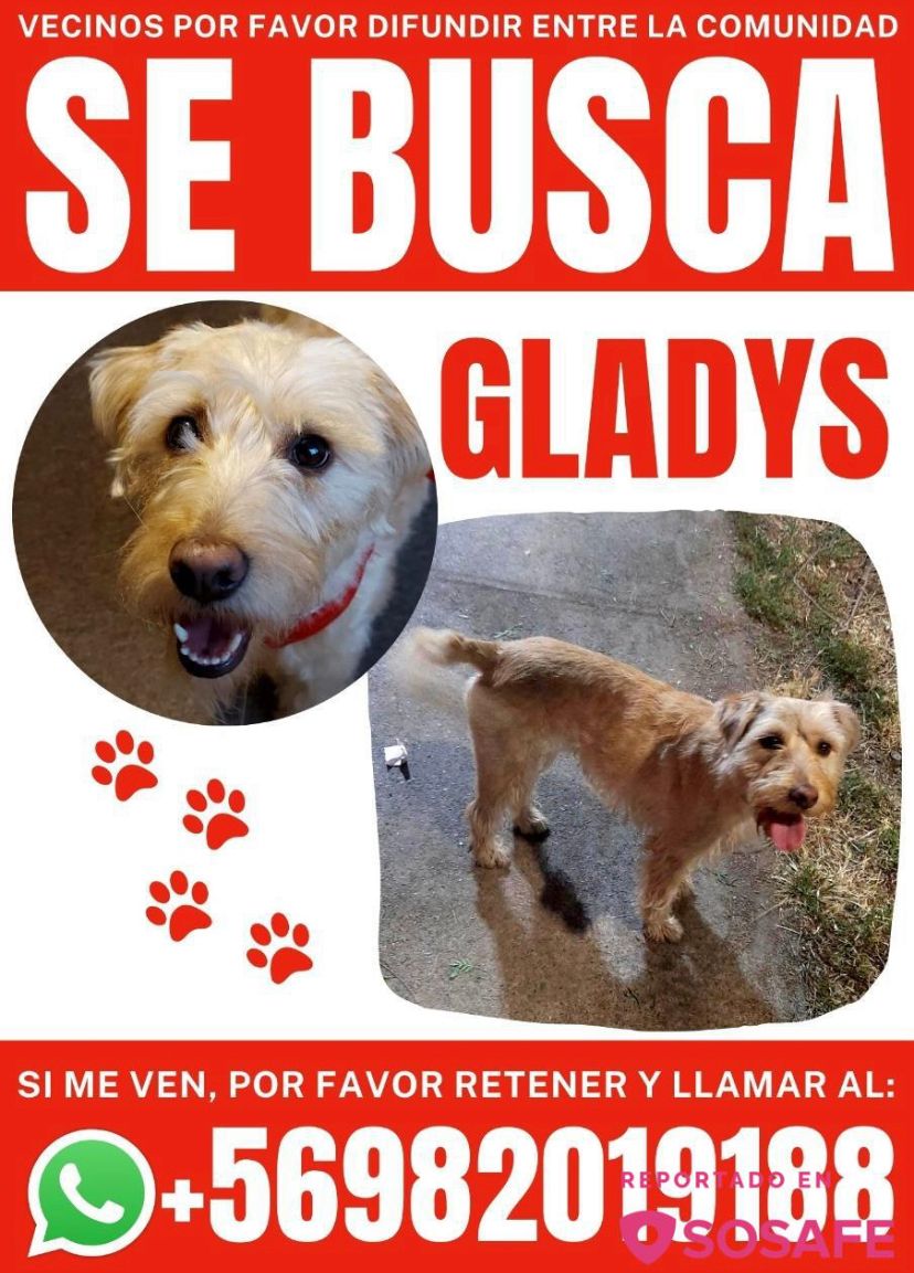 Urgente !! Ayuda con difusión !!
<a href="/patagonpau/">Paulo Brunetti</a> <a href="/caroescobartv/">Carolina Escobar</a> <a href="/fdo_godoy/">Fernando Godoy B.</a> <a href="/linddacarter/">Carter  Chile</a> <a href="/AnimalitosRT/">AnimalitosRT</a> <a href="/wearewof/">We are WOF</a> <a href="/laforch/">Amaya</a> <a href="/NoticieroAnimal/">NOTICIERO ANIMAL ® 🐾</a> <a href="/PerrosPlazaHuem/">Perras Tuiteras🐾 Barrio Franklin 🇨🇱🐶🐱</a>