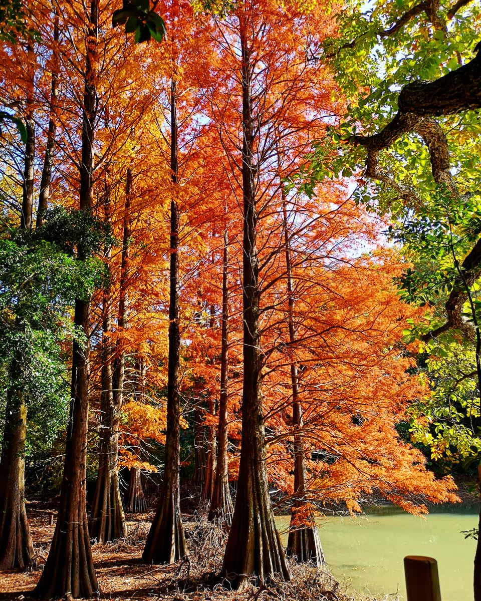 Y_KING_ab's tweet photo. 篠栗九大の森🍁

#紅葉
#篠栗
#篠栗九大の森 https://t.co/8Pb2tmp0sY