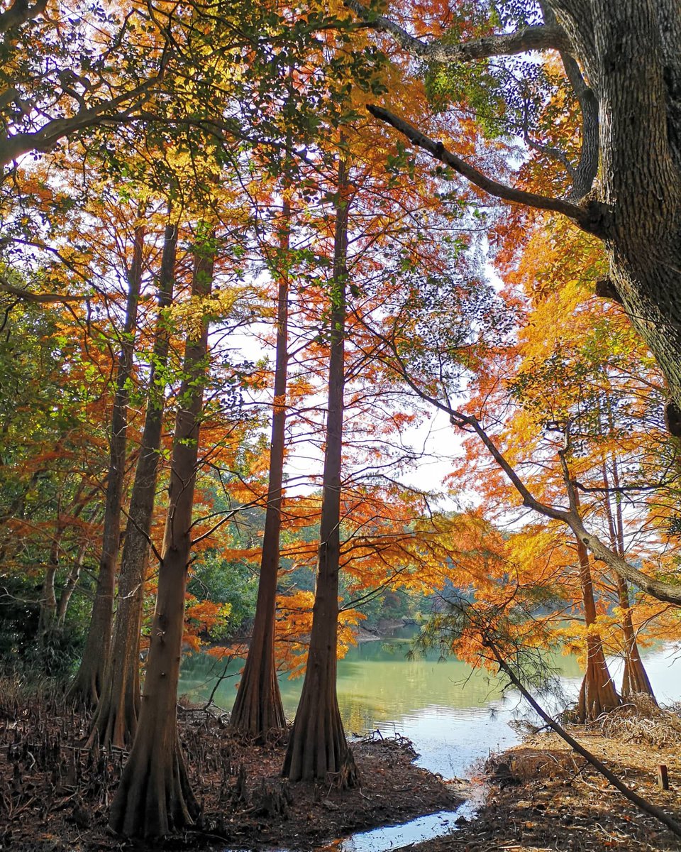 Y_KING_ab's tweet photo. 篠栗九大の森🍁

#紅葉
#篠栗
#篠栗九大の森 https://t.co/8Pb2tmp0sY
