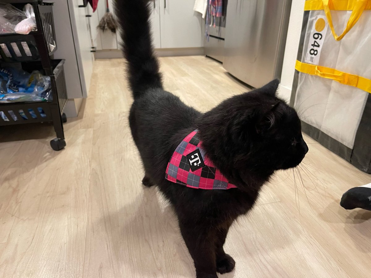 eskpism's tweet photo. ⁦@JohnLegere⁩ Our stray pet kitty parading T Mobile all day!! #tmo https://t.co/TuQbh24S0J