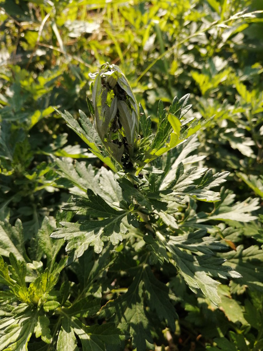 dotou_eng's tweet photo. #ウチの息子 5歳ちょうど。

11月も下旬になるのに、諦めずに虫取。

2枚目の写真は、何かの幼虫がまゆを作ったのだそうですが、こんなんをサラッと見つけてしまう息子に驚嘆です(笑)

#子育て
#育児 https://t.co/bMIbbkIFQd
