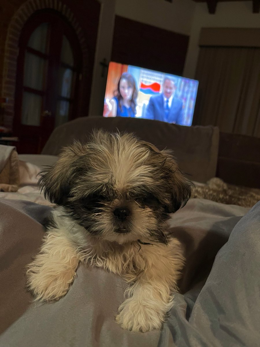 faustomucino's tweet photo. Este perro me vuelve loco …
#shitzu #doglover #dog #therry https://t.co/dSLWxLR0PL