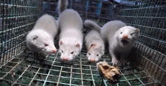 DefensaAnimal's tweet photo. ¡HISTÓRICO!
Nueva ley en Francia:
✅Prohíbe la venta de gatos y perros en tiendas de mascotas 
✅ Prohíbe el uso de animales en circos y de cetáceos en espectáculos
✅Ordena el cierre de granjas de visones
✅Endurecimiento de sanciones por maltrato
https://t.co/XmB6cjh6fK https://t.co/GaiKNvr3Yj