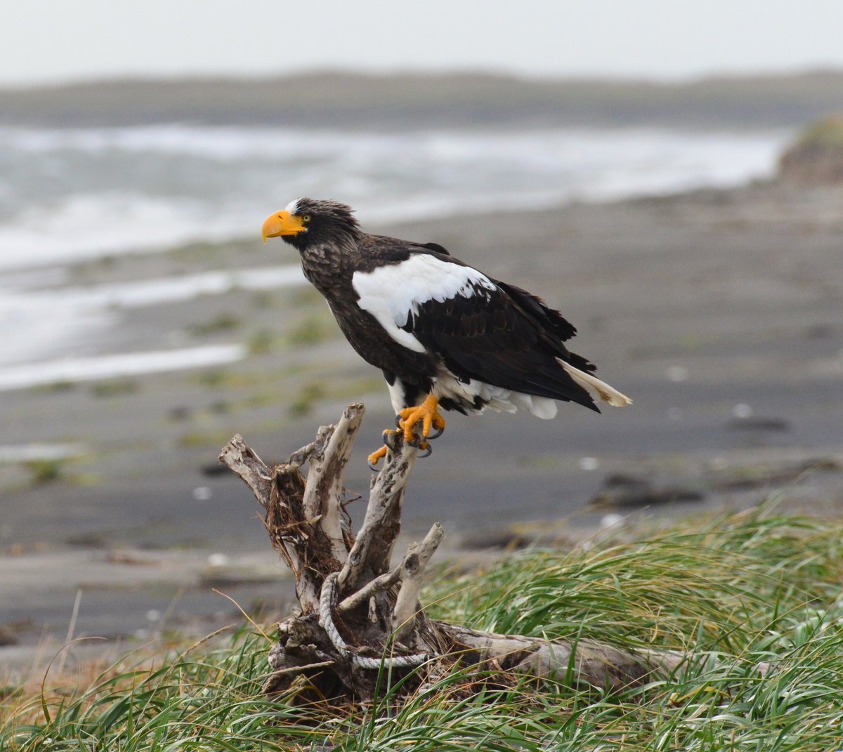 Kurilskiy's tweet photo. На Кунашир прилетели белоплечие орланы (Haliaeetus pelagicus) на зимовку. 02.11.2021 год. Полуостров Весловский. Автор фото Александр Яковлев https://t.co/NWVpGPQrj7