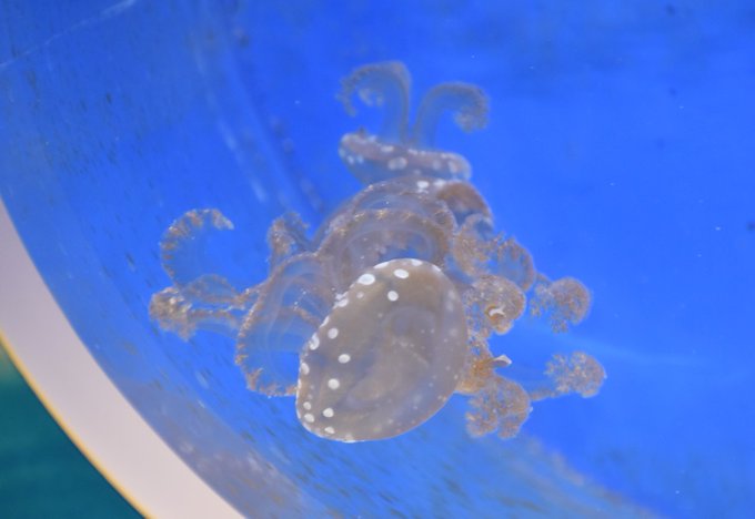 クラゲ 高画質 のtwitterイラスト検索結果 古い順