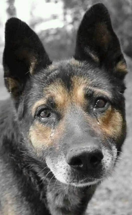 ZientekMary's tweet photo. Please RT if you believe animals have souls. https://t.co/IlQUrirOyD