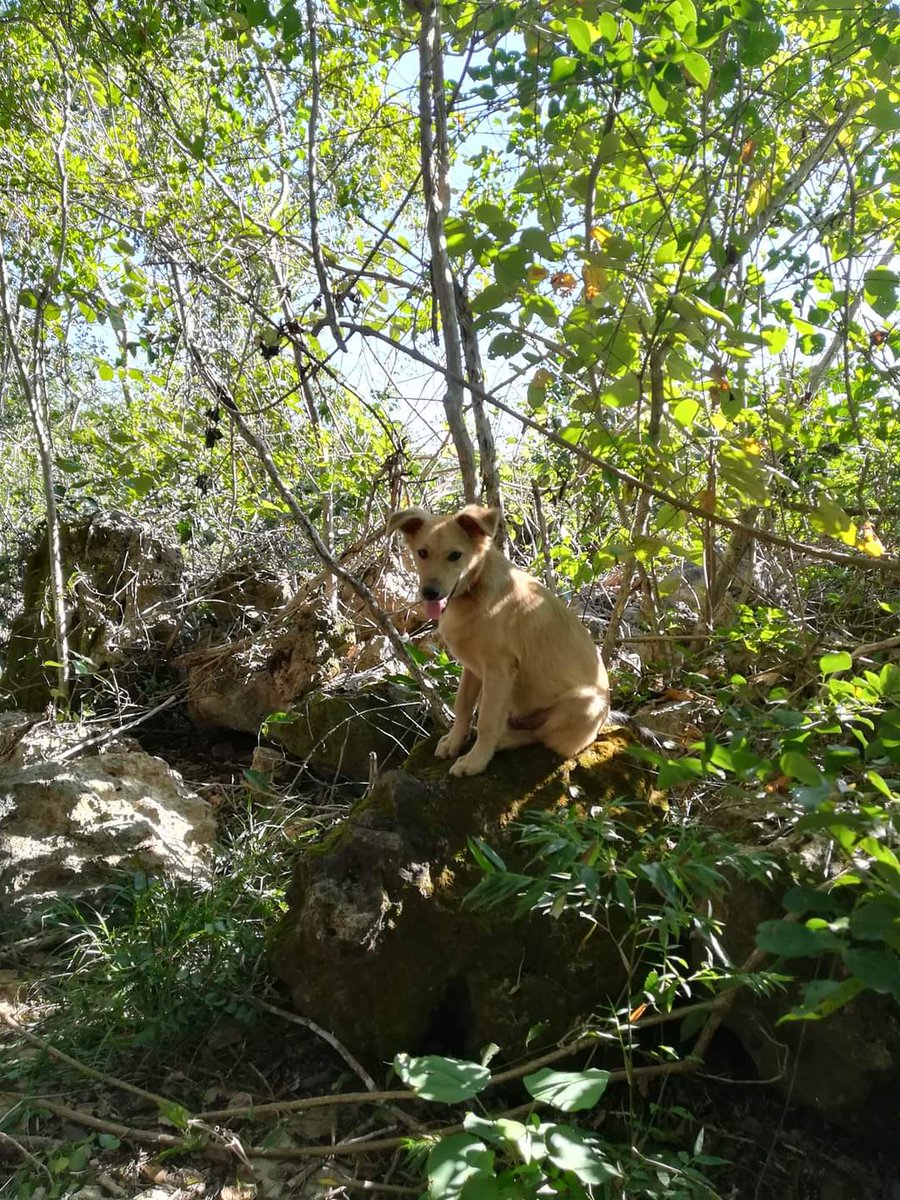 DONALBERT23's tweet photo. Al final éso somos, Valto: nómadas. Algunas veces ustedes se adelantan para que nuestro peregrinar se vaya armando de recuerdos y sollozos. (Pepe, Rocky, Rambo, Pulgarcito, Luna... Por siempre sus pixanes en nuestro aire). https://t.co/W4SIbZSP4E