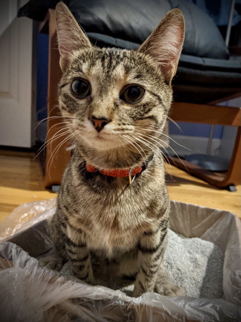histyang's tweet image. A #lostkitty wanders off to our porch in southern #Evanston! Tigger has been friendly with the little thing but we hope to find her family soon. #lostcat