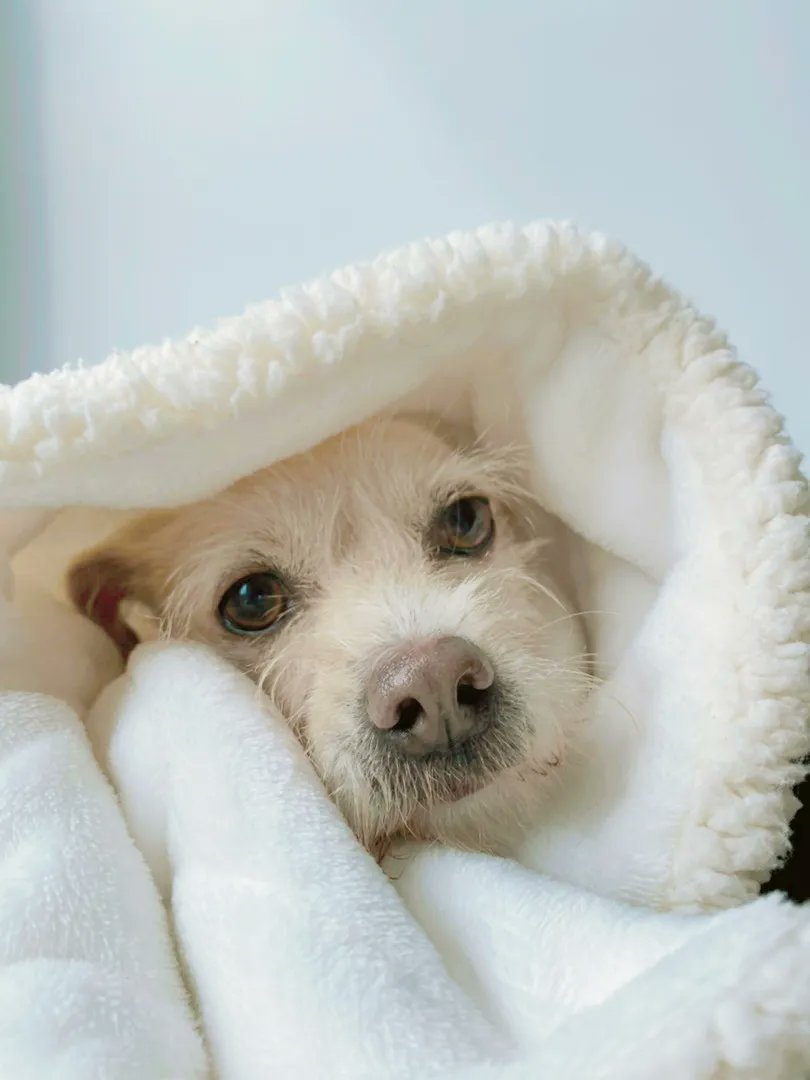 Just a pair of pure eyes to melt your heart.💙

#sleepzone