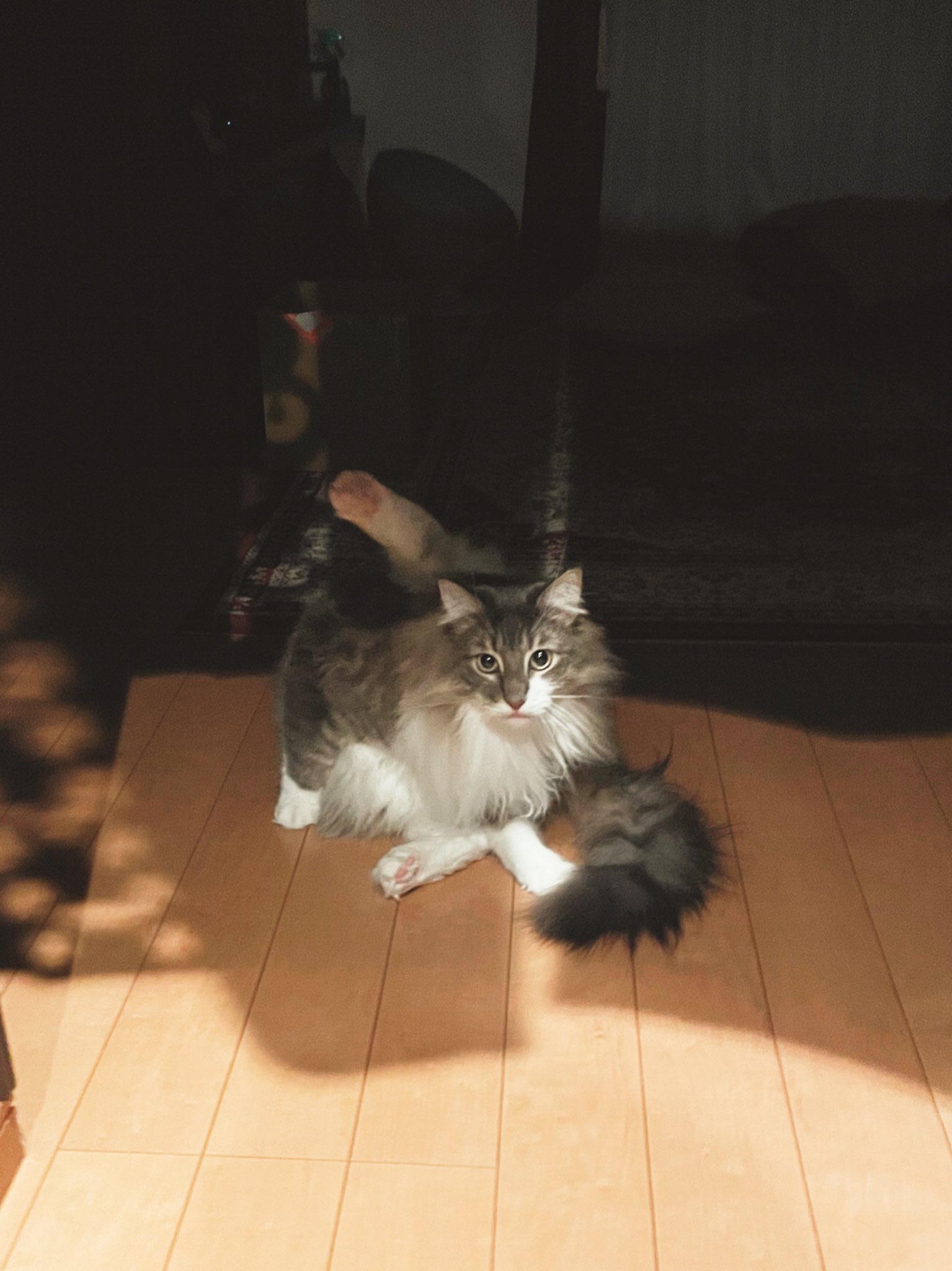 ネコランド くしゃみ連発してたら驚きのあまりファンタスティックなポーズでフリーズしてた猫です T Co Wdhvmabja3 Twitter