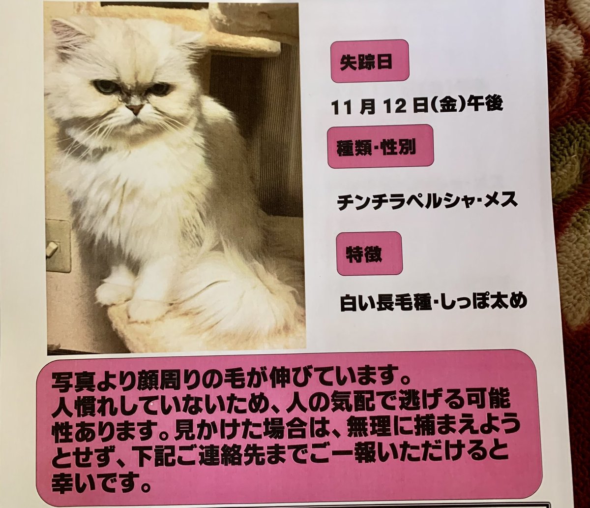 PETHELP_RT's tweet photo. ⚠️【猫を探しています】⚠️ 拡散希望⚠️

日時・11月12日から迷子猫

場所・岐阜県・中津川市・駒場西が丘

名前・ティアラ(メス)、13歳、避妊済み

特徴・チンチラペルシャ、白い毛が長い

見かけたらご連絡お願いします🙌

#迷子猫 #ペット探偵 #迷子ペット #拡散希望 #岐阜県 #中津川市 #駒場西が丘 https://t.co/cbiFp9p7p0