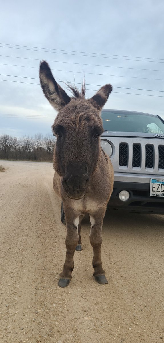 Shoutout to this donkey who decided to use my bumper as a bench this afternoon