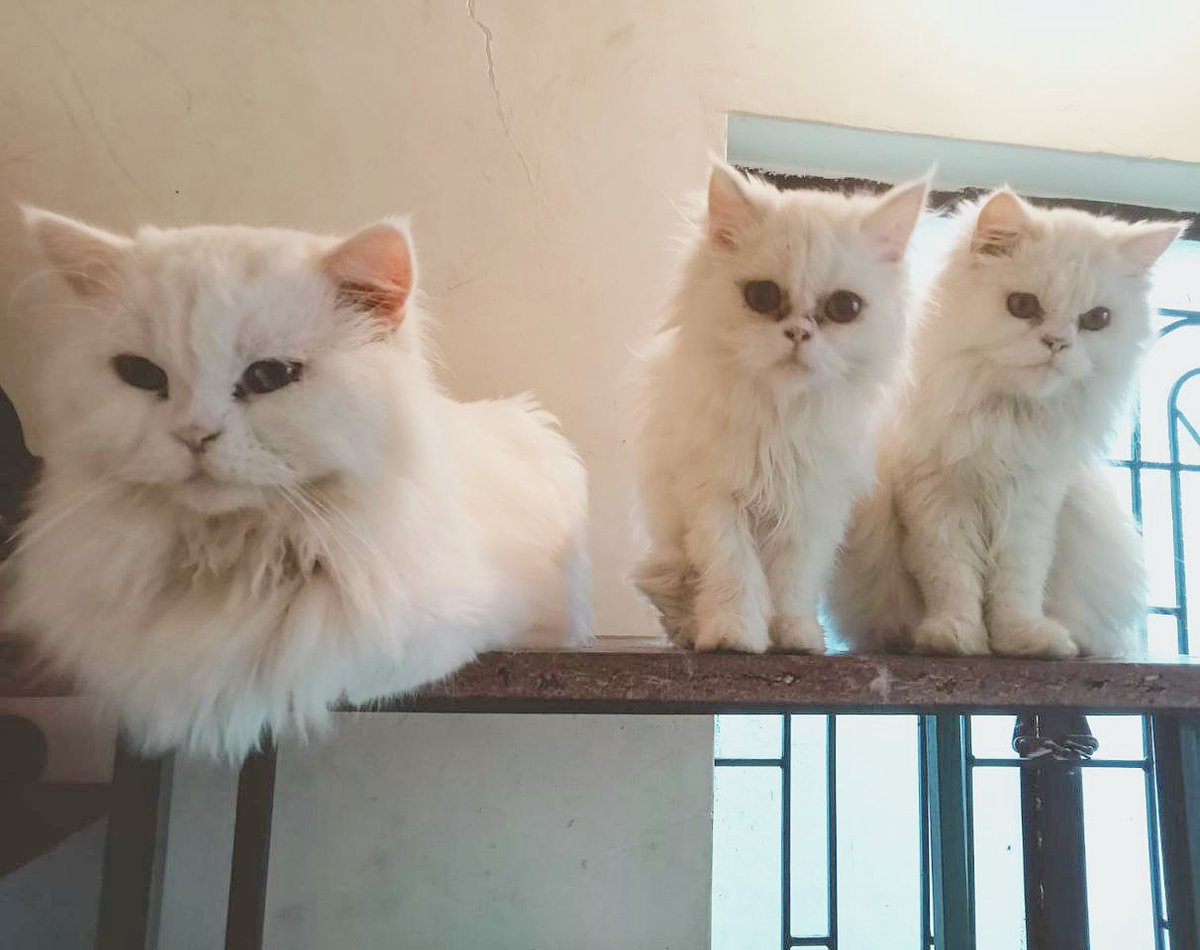 PunePet's tweet image. Daddy &amp;amp; his 2 fledglings 😉❤️☺️
.
Mr.Snow's Children Gooffing up🐾😺😺🐾
.
Vaccinations Completed - 100 Days Old now❤️💯
Can we have some names suggestions please ?
.
#punedogowners #punedogs #dogsofpune #petsofpune #petboardingpune #riyopaws #punepets #punecats #catsofpune