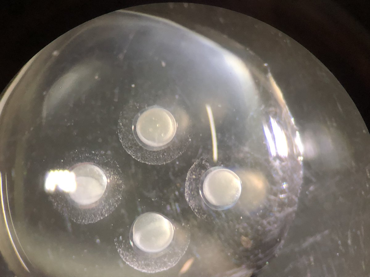 LabAQUAM's tweet image. Embryos of South American Silver Catfish🐟