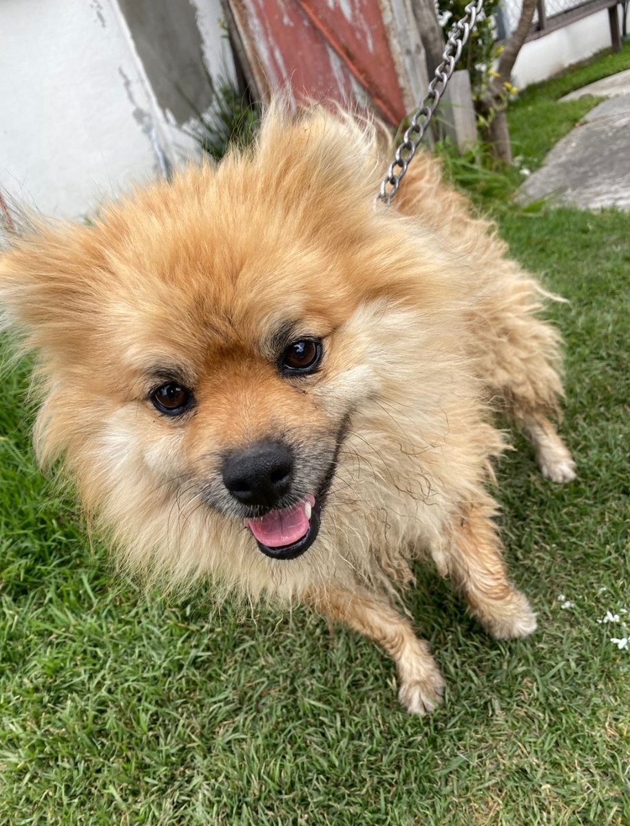 RT para que Twitter haga su magia, DM si lo reconoces. Encontrado en #Metepec en la zona de La Asunción, ojalá pueda reencontrarse con su familia!