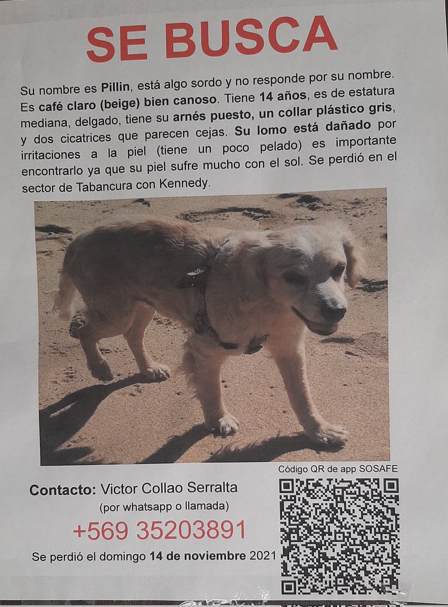 COMUNA DE VITACURA SE BUSCA A PERRITO PILLIN <a href="/botaspuesta/">Paula BotasPuestas</a>
